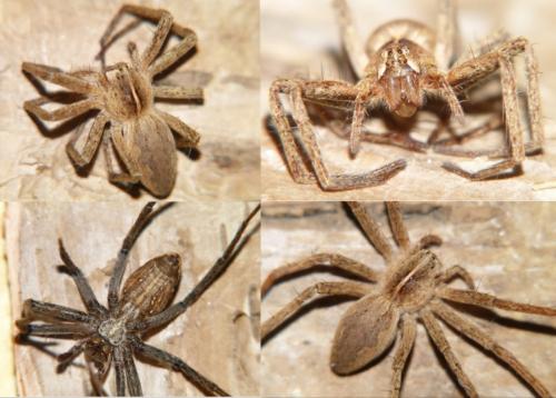 Pisaura mirabilis